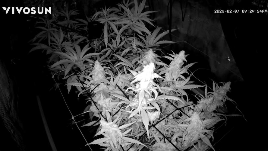 First Indoor Grow 1 Seed and 1 Clone. Week 10