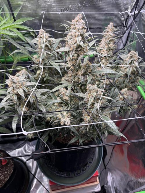 First Indoor Grow 1 Seed and 1 Clone. Week 10