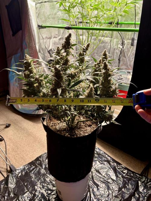 First Indoor Grow 1 Seed and 1 Clone. Week 10