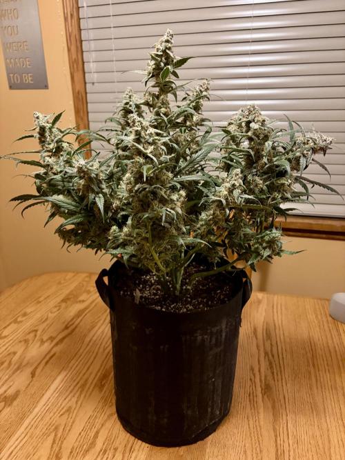 First Indoor Grow 1 Seed and 1 Clone. Week 11