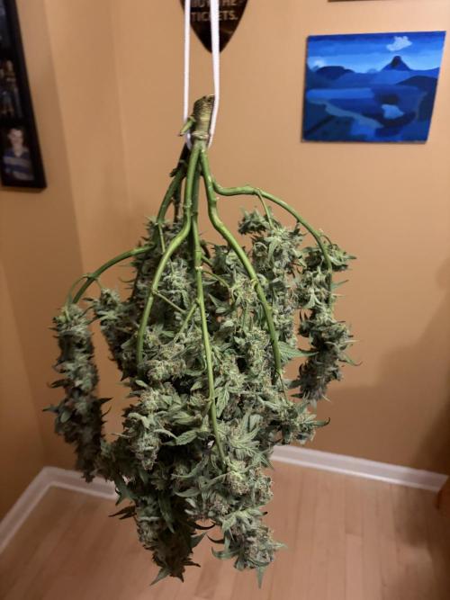First Indoor Grow 1 Seed and 1 Clone. Week 11