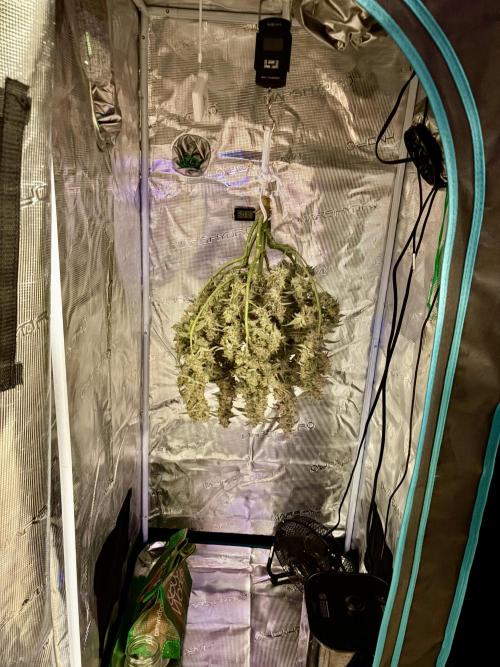 First Indoor Grow 1 Seed and 1 Clone. Week 11