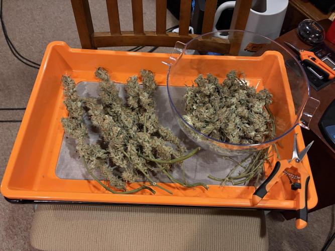 First Indoor Grow 1 Seed and 1 Clone. Week 11