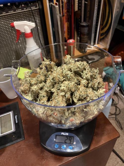 First Indoor Grow 1 Seed and 1 Clone. Week 11