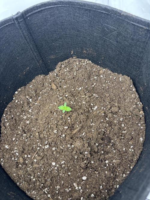 CC • CP • RS11B – Indoor Run. Week 1