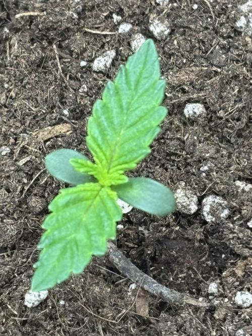 CC • CP • RS11B – Indoor Run. Week 1