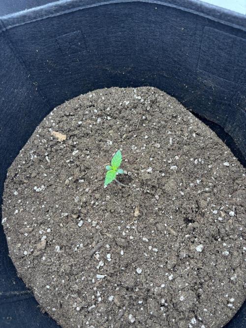 CC • CP • RS11B – Indoor Run. Week 1