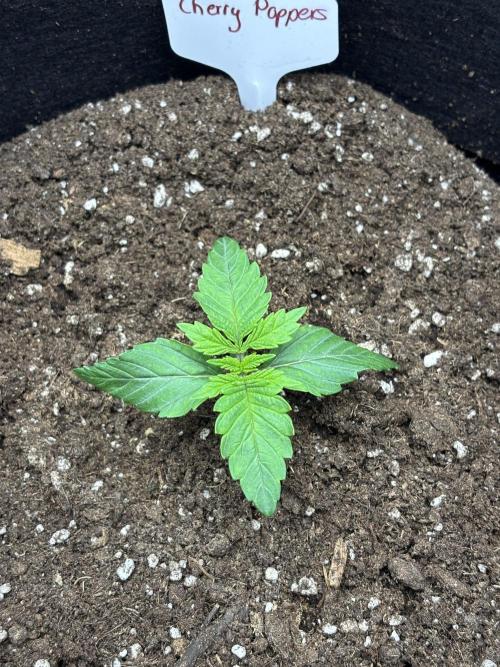 CC • CP • RS11B – Indoor Run. Week 2 - Die Seedlings haben sich stabil eingelebt und starten jetzt in die frühe Veggie