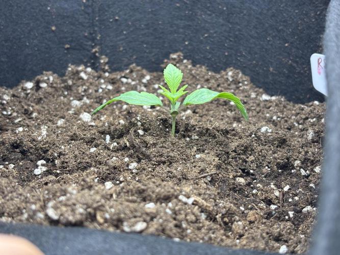 CC • CP • RS11B – Indoor Run. Week 2 - Die Seedlings haben sich stabil eingelebt und starten jetzt in die frühe Veggie