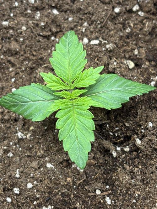 CC • CP • RS11B – Indoor Run. Week 2 - Die Seedlings haben sich stabil eingelebt und starten jetzt in die frühe Veggie