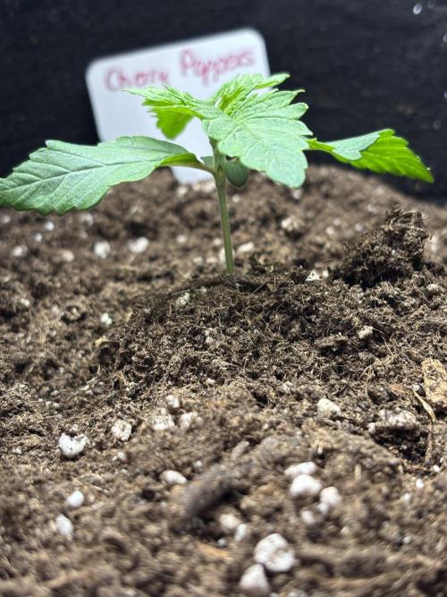 CC • CP • RS11B – Indoor Run. Week 2 - Die Seedlings haben sich stabil eingelebt und starten jetzt in die frühe Veggie