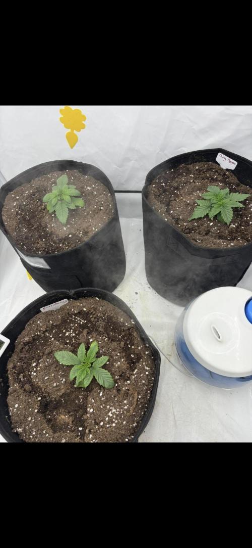 CC • CP • RS11B – Indoor Run. Week 3