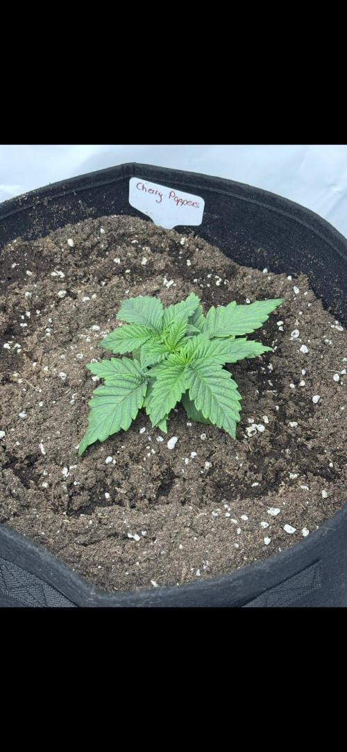 CC • CP • RS11B – Indoor Run. Week 3