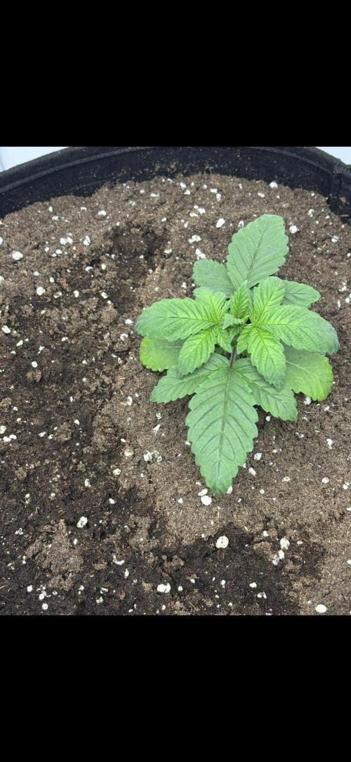 CC • CP • RS11B – Indoor Run. Week 3