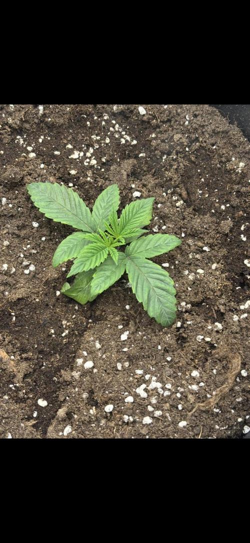 CC • CP • RS11B – Indoor Run. Week 3