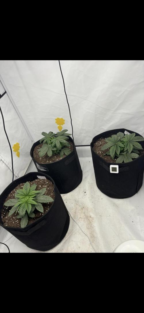 CC • CP • RS11B – Indoor Run. Week 4