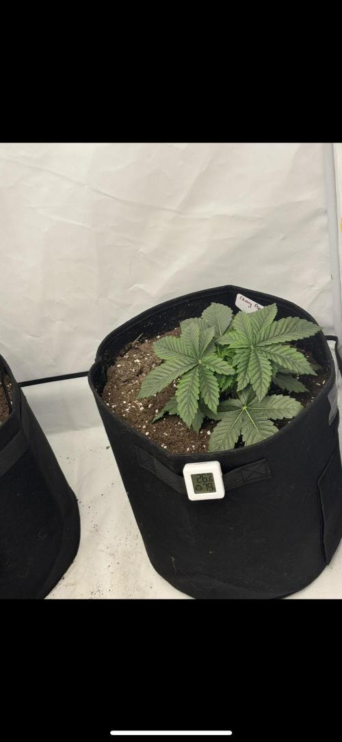 CC • CP • RS11B – Indoor Run. Week 4