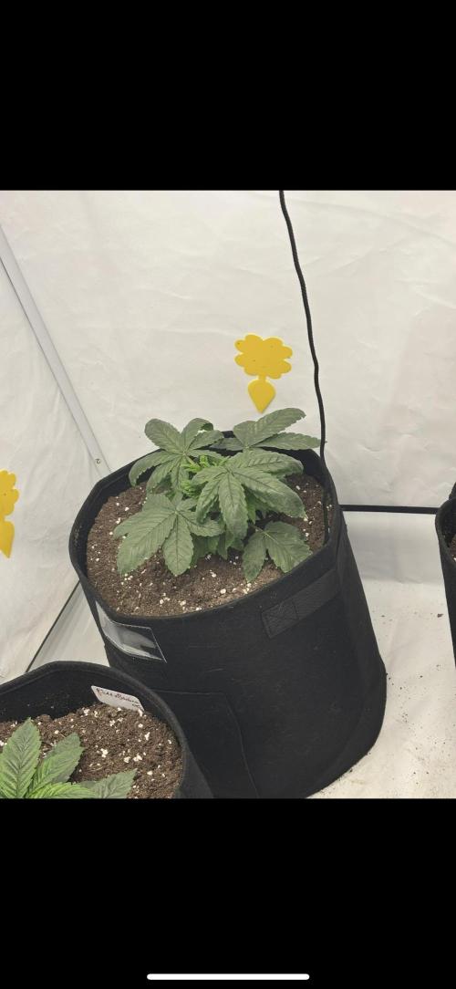 CC • CP • RS11B – Indoor Run. Week 4