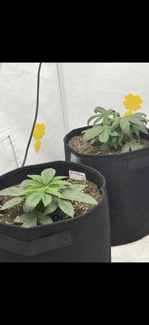 CC • CP • RS11B – Indoor Run. Week 4