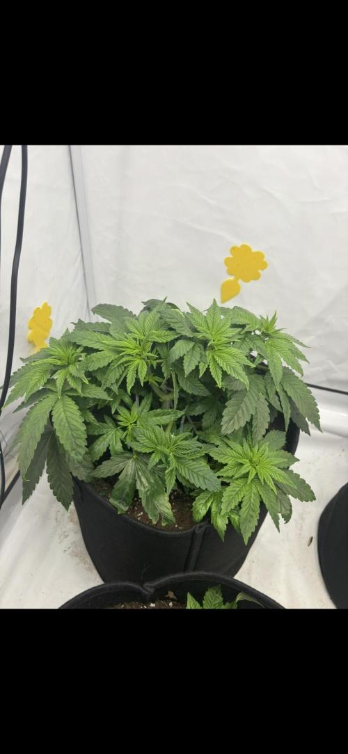 CC • CP • RS11B – Indoor Run. Week 5 - Cookie casket 