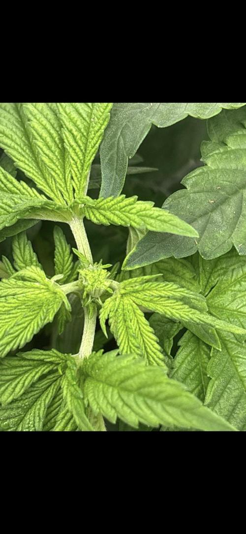 CC • CP • RS11B – Indoor Run. Week 5 - Cookie casket fimming 