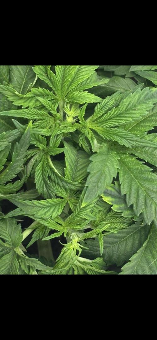 CC • CP • RS11B – Indoor Run. Week 5 - Fimming