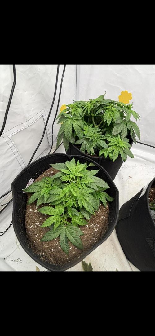 CC • CP • RS11B – Indoor Run. Week 5 - Rs11xbanana og & Cookie casket 