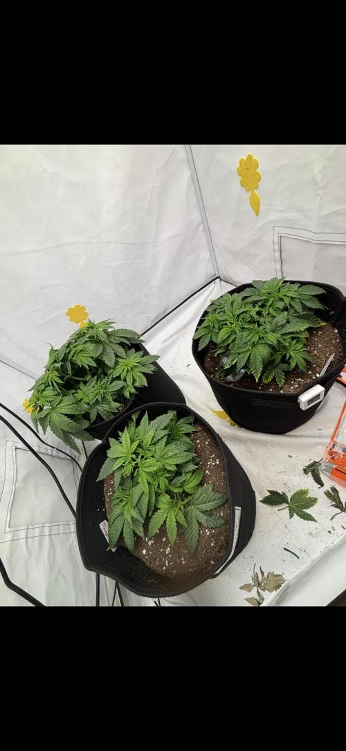 CC • CP • RS11B – Indoor Run. Week 5 - Rechts cherry poppers 