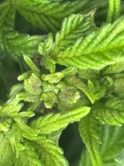 CC • CP • RS11B – Indoor Run. Week 5 - Fimming