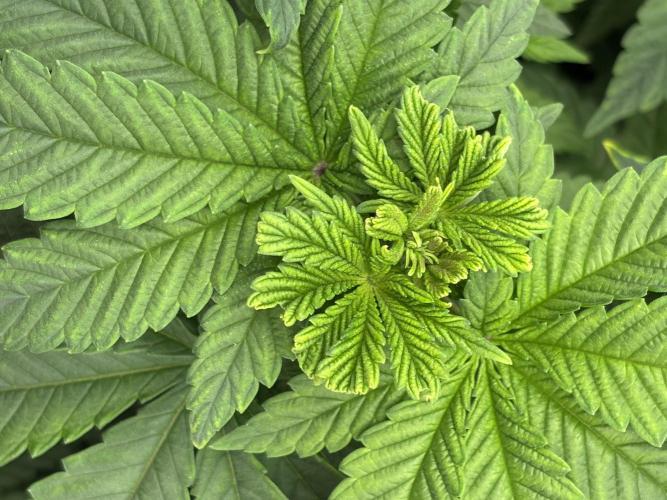 CC • CP • RS11B – Indoor Run. Week 5 - Fimming 