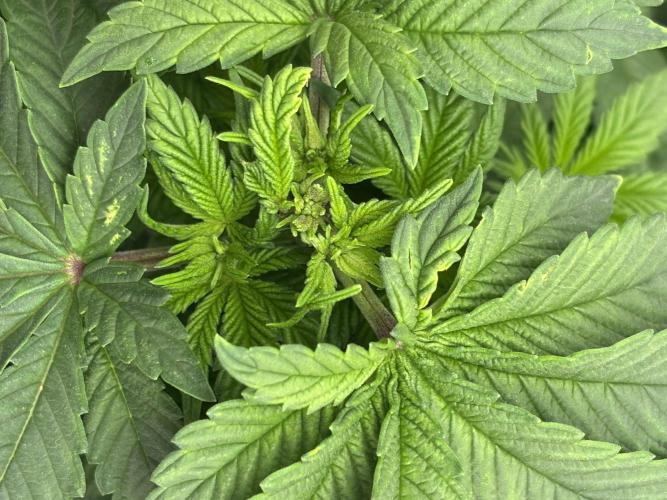 CC • CP • RS11B – Indoor Run. Week 5 - Fimming 