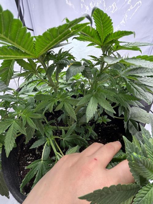 CC • CP • RS11B – Indoor Run. Week 5