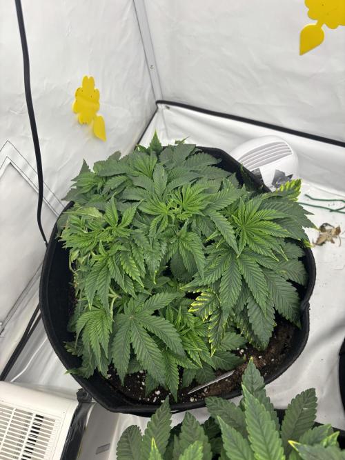 CC • CP • RS11B – Indoor Run. Week 5 - Cherry poppers