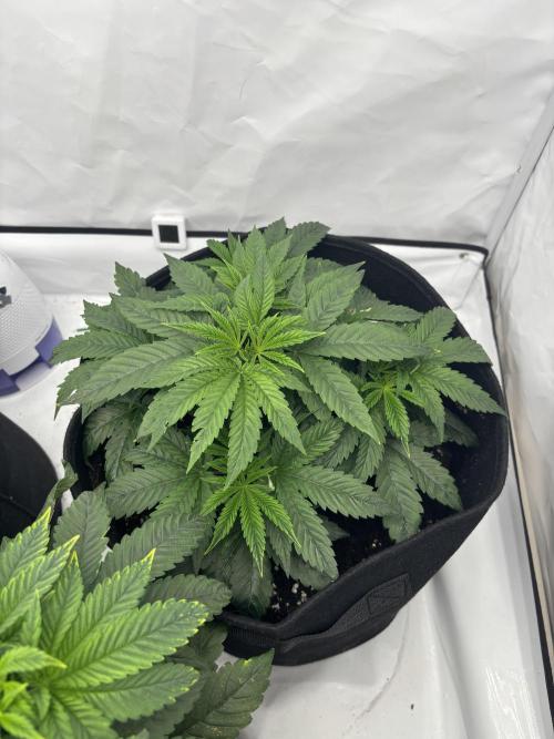 CC • CP • RS11B – Indoor Run. Week 5 - Cookie casket 