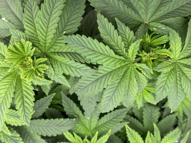 CC • CP • RS11B – Indoor Run. Week 5