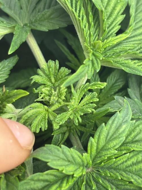 CC • CP • RS11B – Indoor Run. Week 5