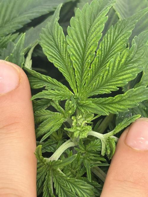 CC • CP • RS11B – Indoor Run. Week 5 - Fimming 