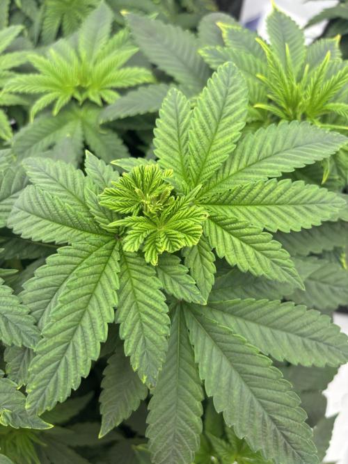 CC • CP • RS11B – Indoor Run. Week 5