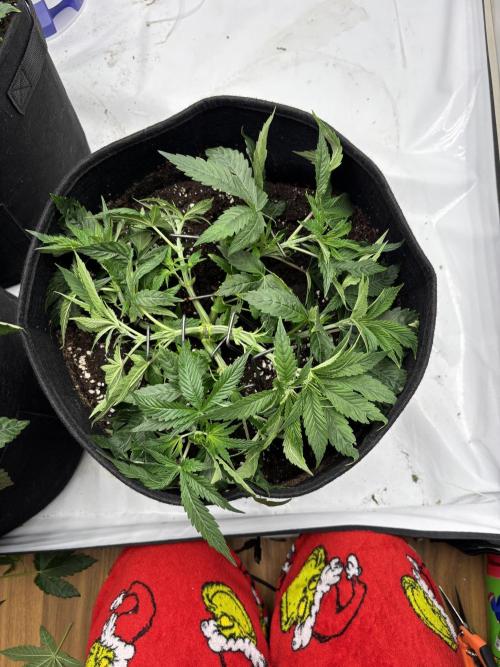 CC • CP • RS11B – Indoor Run. Week 5 - LST