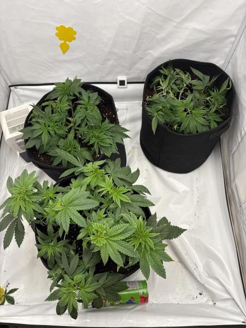 CC • CP • RS11B – Indoor Run. Week 5