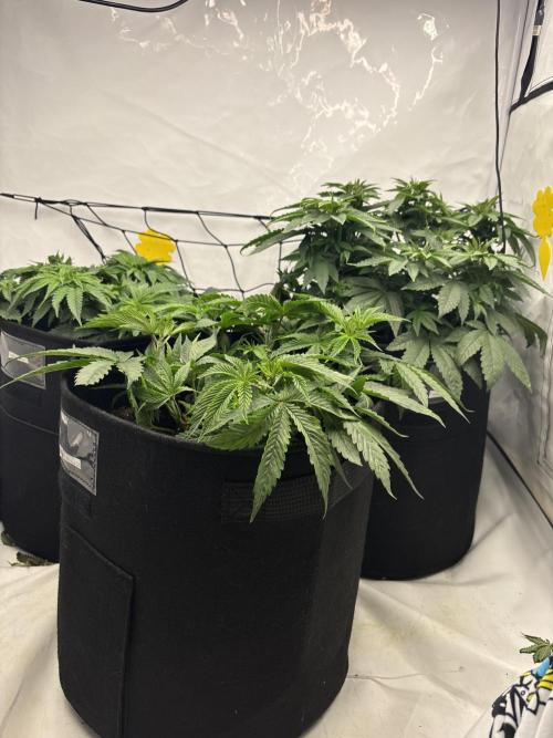 CC • CP • RS11B – Indoor Run. Week 6 - Cookie casket hinten rechts, hinten links cherry poppers & vorne rs11xbanana og 