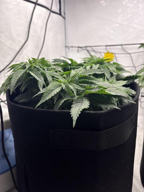 CC • CP • RS11B – Indoor Run. Week 6