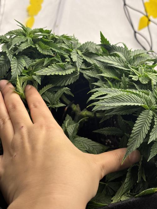 CC • CP • RS11B – Indoor Run. Week 6