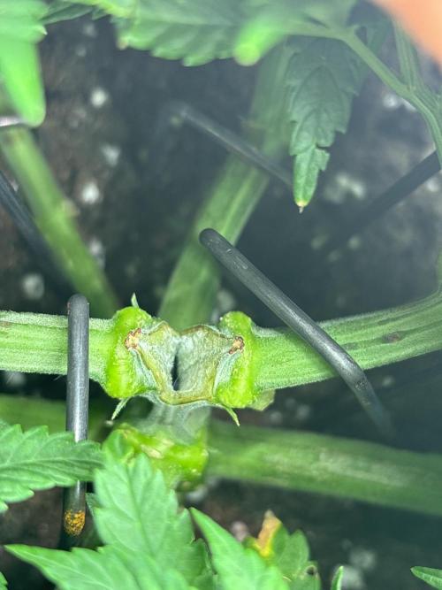 CC • CP • RS11B – Indoor Run. Week 6 - Supercropping