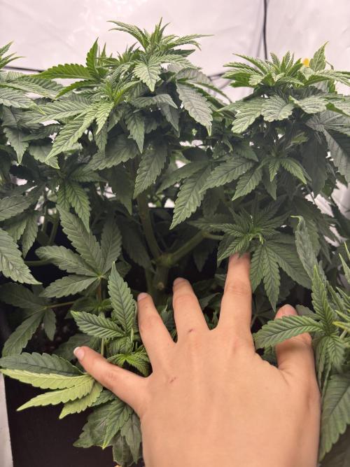 CC • CP • RS11B – Indoor Run. Week 6