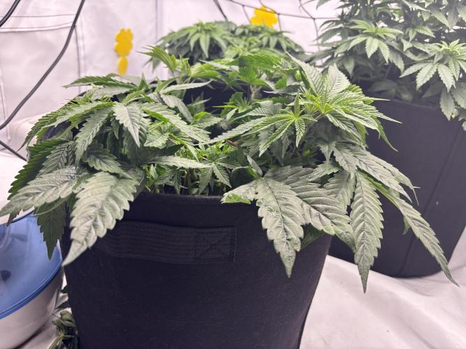 CC • CP • RS11B – Indoor Run. Week 6