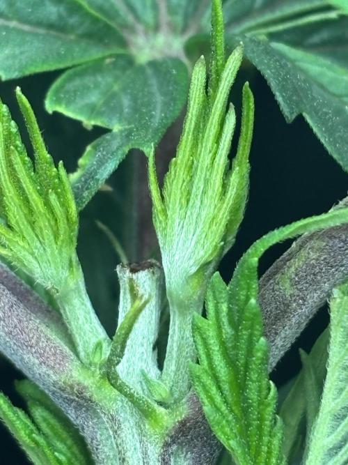 CC • CP • RS11B – Indoor Run. Week 6