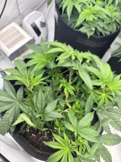 CC • CP • RS11B – Indoor Run. Week 6 - Rs11xbanana og