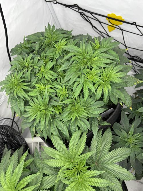 CC • CP • RS11B – Indoor Run. Week 6 - Cherry poppers