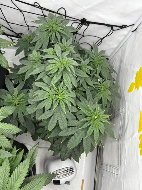 CC • CP • RS11B – Indoor Run. Week 6